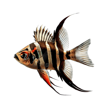 AI generated Banggai cardinal fish isolated on transparent background png