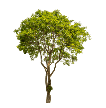 Green tree isolated on transparent background with clipping path, single tree with clipping path and alpha channel png