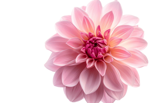 blooming beautiful pink flower isolated on transparent background With clipping path.3d rendering png