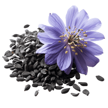AI generated Black cumin seeds with nigella sativa flower isolated on transparent background With clipping path.3d rendering png
