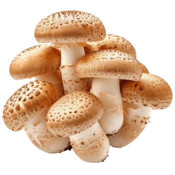 Brown cap champignons or agaricus mushrooms isolated on transparent background With clipping path. 3d render png