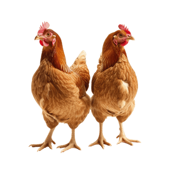 Brown hens isolated on transparent background With clipping path., Laying hens farmers concept. 3d render png