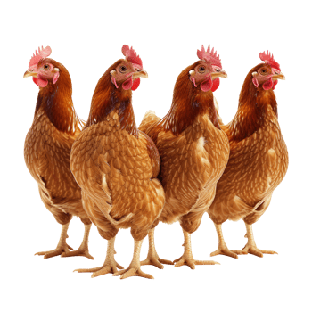 Brown hens isolated on transparent background With clipping path., Laying hens farmers concept. 3d render png