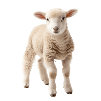 young sheep lamb isolated on transparent background With clipping path. png