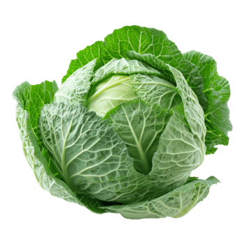 Fresh cabbage isolated on transparent background png