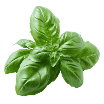 basil leaves isolated on transparent background png