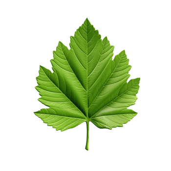 AI generated 3d render of a leaf png isolated on transparent background