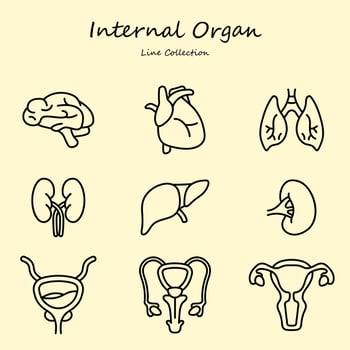 Internal organ editable icons set outline style vector