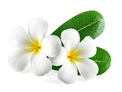 Frangipani flowers with leaves, transparent background png