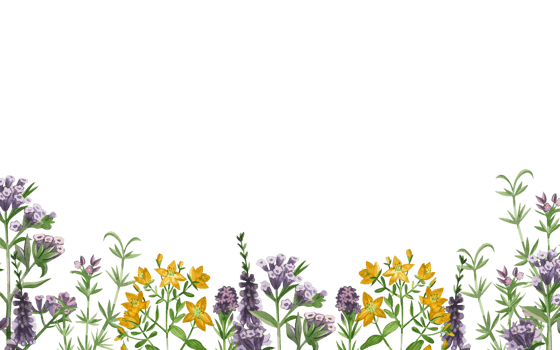 Watercolor illustration. The border of flowers and meadow grasses of lungwort, St. John's wort, heather, and oregano is hand-drawn in colored watercolors. For printing on books, textiles, design png