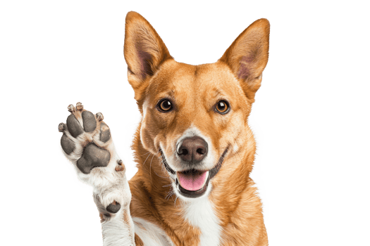 AI generated Dog with raised high paw showing high five gesture png