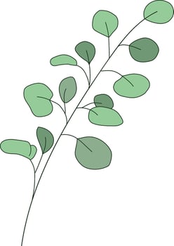 Fresh eucalyptus branch with green leaves isolated in white background vector