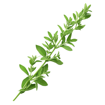 AI generated Gresh green basil leaf isolated on transparent background png