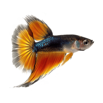 AI generated Guppy fish isoalted on transparent background png