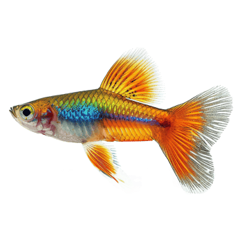 AI generated Guppy fish isoalted on transparent background png