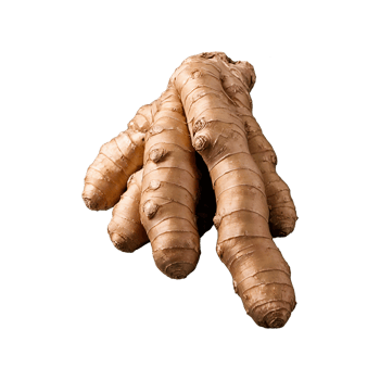 Fresh ginger root rhizome on Transparent background png