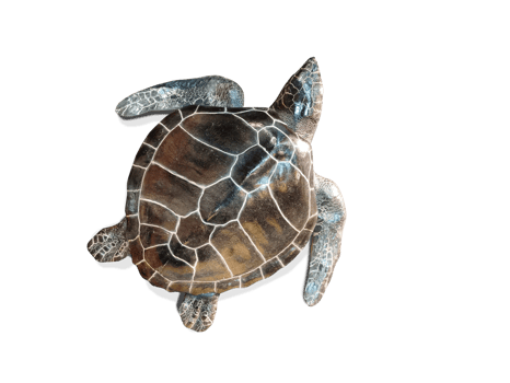 Sea turtle Top view. PNG transparent