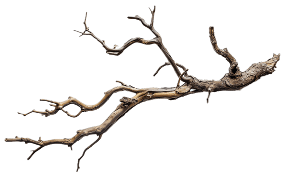 AI generated Driftwood Branch png