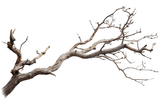 AI generated Driftwood Branch png