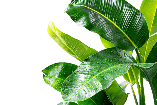 AI generated Lush Green Tropical Leaves with Water Drops png