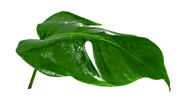 Green leaves pattern,leaf monstera with water drop isolated png