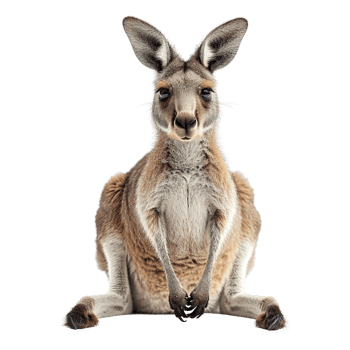 AI generated Kangaroo isolated on transparent background png