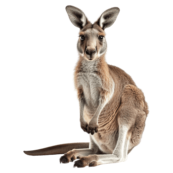 AI generated Kangaroo isolated on transparent background png