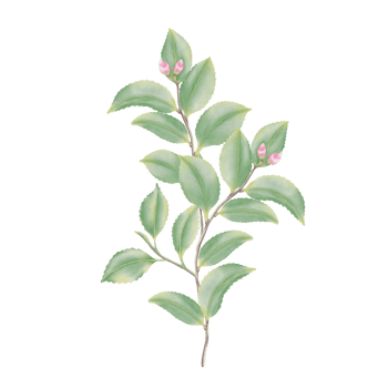 Watercolor camellia flowers and buds png