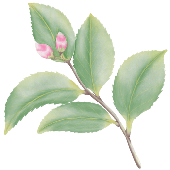 Watercolor camellia flowers and buds png