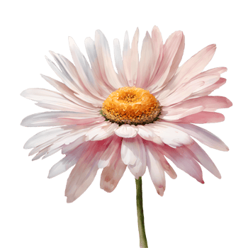 AI generated Watercolor and painting blooming Pink gerbera daisy flower png