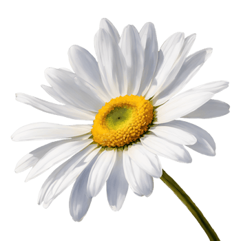 AI generated Watercolor and painting blooming white gerbera daisy flower png