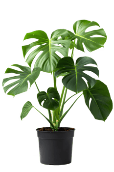 AI generated Monstera Deliciosa plant in pot isolated on transparent background png