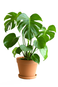AI generated Monstera plant in pot isolated on transparent background png