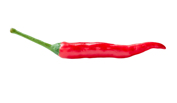 Side view of single fresh red chili pepper isolated with clipping path in png file format