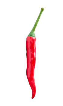 Front view of single fresh red chili pepper isolated with clipping path in png file format