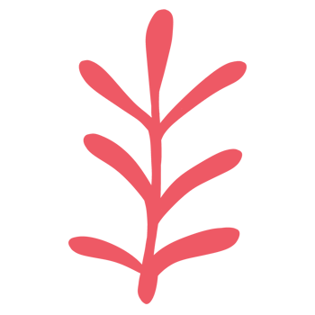 Isolated pink seaweed in transparent background. png