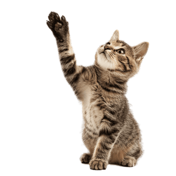 AI generated Cute Cat Reaching Up with Paw on Transparent Background png