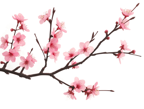 AI generated Sakura branch on transparent background png