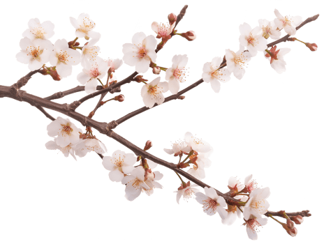 AI generated Sakura branch on transparent background png