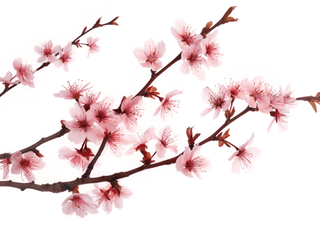 AI generated Sakura branch on transparent background png