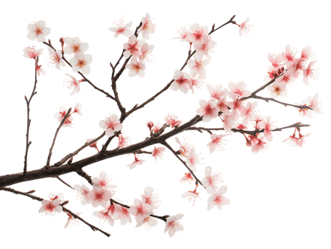 AI generated Sakura branch on transparent background png