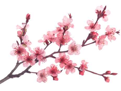 AI generated Sakura branch on transparent background png