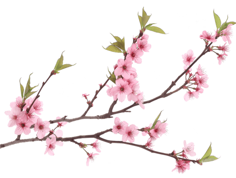 AI generated Sakura branch on transparent background png