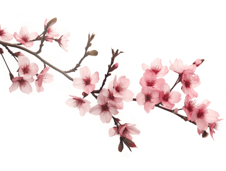 AI generated Sakura branch on transparent background png