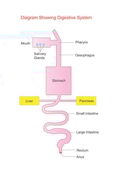 Diagram representing digestive system. Human anatomy. biological illustration. vector