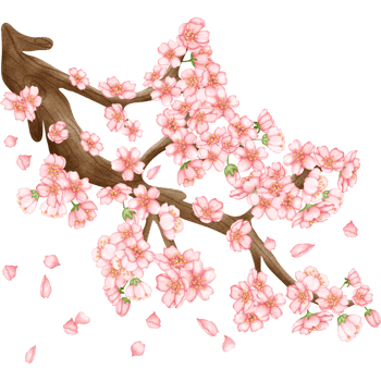 Cherry blossom branch, Sakura Flower png
