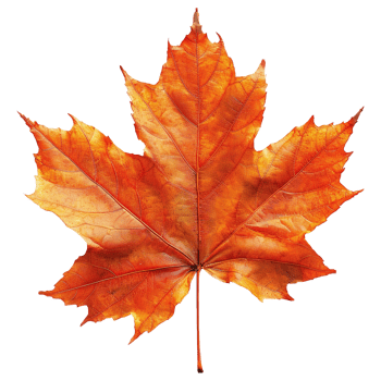 AI generated Autumn maple leaf isolated on transparent background png