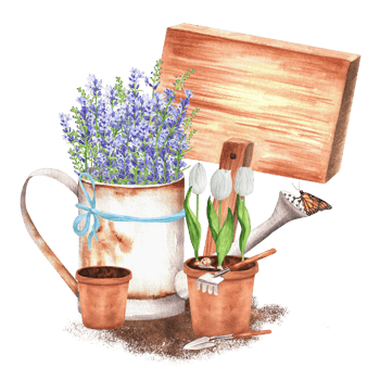 Hand-drawn watercolor illustration. Rustic scene with a watering can with lavender, flowerpots, white tulips and garden tools and wooden tablet png