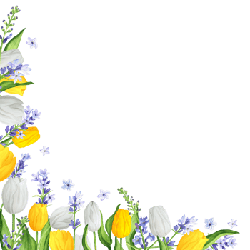 Hand-drawn watercolor illustration. Left lower corner with colorful white and yellow tulips and lavender. Floral frame with spring tulips and blue lavender png