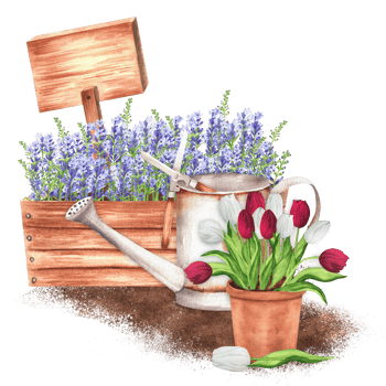 Hand-drawn watercolor illustration. Rustic scene with wooden crate with lavender, a terracotta flowerpot with white and red tulips, watering can and wooden tablet png
